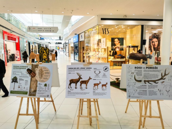 Handel, BIZNES - Na parterze Galerii Północnej klienci mogą obejrzeć wystawę edukacyjno-przyrodniczą, w ramach której prezentowane są gigantyczne figury owadów oraz tematyczne infografiki edukacyjne., Galeria Północna i Lasy Państwowe zapraszają na wystawę owadów Handel, BIZNES - Na parterze Galerii Północnej klienci mogą obejrzeć wystawę edukacyjno-przyrodniczą, w ramach której prezentowane są gigantyczne figury owadów oraz tematyczne infografiki edukacyjne.